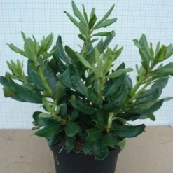 Rhododendron (Rhododendron 'Nova Zembla') -Aanbiedingen Hortus Groei Winkel 20120305140253 7