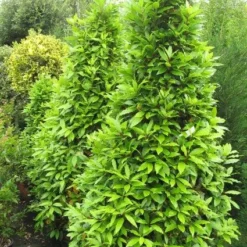 Echte Laurier Als Piramide (Laurus Nobilis) -Aanbiedingen Hortus Groei Winkel 20120821144442 7