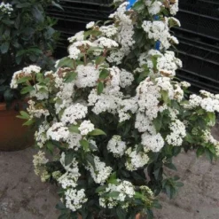 Groenblijvende Sneeuwbal (Viburnum Tinus 'Eve Price') -Aanbiedingen Hortus Groei Winkel 20120821145045 50 10