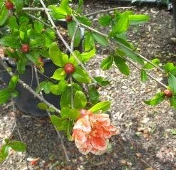 Granaatappel Als Struik (Punica Granatum) -Aanbiedingen Hortus Groei Winkel 20120821153145 7