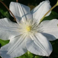 Bosrank (Clematis 'Madame Le Coultre') -Aanbiedingen Hortus Groei Winkel 20120903131948 1 2