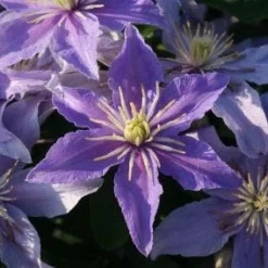 Bosrank (Clematis 'Justa') -Aanbiedingen Hortus Groei Winkel 20120919134614 1 2