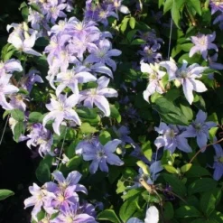 Bosrank (Clematis 'Justa') -Aanbiedingen Hortus Groei Winkel 20120919134633 1 2