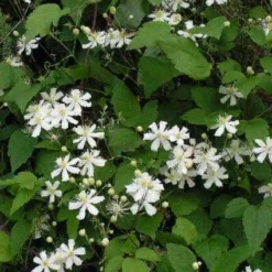 Bosrank (Clematis 'Paul Farges') -Aanbiedingen Hortus Groei Winkel 20120919135912 1
