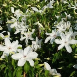 Bosrank (Clematis 'Madame Le Coultre') -Aanbiedingen Hortus Groei Winkel 20120919151411 1 2