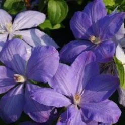 Bosrank (Clematis 'Mrs Cholmondeley') 15 Bosrank (Clematis 'Mrs Cholmondeley') -Aanbiedingen Hortus Groei Winkel 20120919151745 1