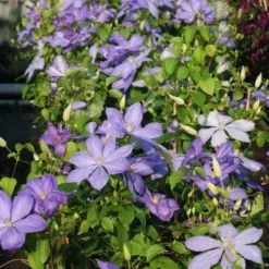 Aanbiedingen Hortus Groei Winkel -Aanbiedingen Hortus Groei Winkel 20120919151800 1