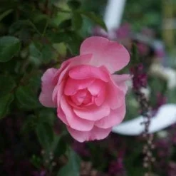Trosroos (Rosa 'Bonica 82') -Aanbiedingen Hortus Groei Winkel 20121002143948 1