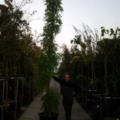 Blauwe Regen (Wisteria Sinensis) -Aanbiedingen Hortus Groei Winkel 20121012085312 13