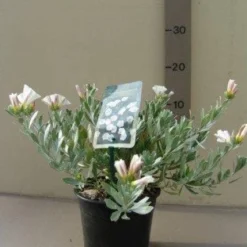 Zilverwinde (Convolvulus Cneorum ) -Aanbiedingen Hortus Groei Winkel 20121016144047 2