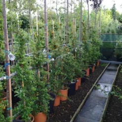 Vuurdoorn (Pyracantha 'Soleil D'Or') -Aanbiedingen Hortus Groei Winkel 20121017141100 4 2