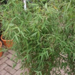 Niet Woekerende Bamboe (Fargesia 'Jiuzhaigou') -Aanbiedingen Hortus Groei Winkel 20121113150728 4