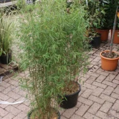 Niet Woekerende Bamboe (Fargesia 'Jiuzhaigou') -Aanbiedingen Hortus Groei Winkel 20121113150857 4