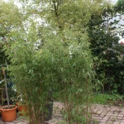 Niet Woekerende Bamboe (Fargesia 'Jiuzhaigou') -Aanbiedingen Hortus Groei Winkel 20121113150912 4