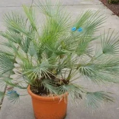 Dwergpalm (Chamaerops Humilis 'Cerifera') -Aanbiedingen Hortus Groei Winkel 20121229150623 2