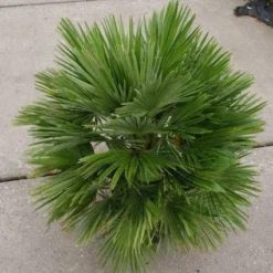 Dwergpalm (Chamaerops Humilis 'Vulcano') -Aanbiedingen Hortus Groei Winkel 20121229152928 2 1