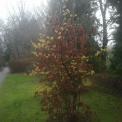 Toverhazelaar (Hamamelis Intermedia 'Arnold Promise') -Aanbiedingen Hortus Groei Winkel 20130113135921 6