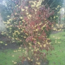 Toverhazelaar (Hamamelis Mollis) -Aanbiedingen Hortus Groei Winkel 20130113140034 40 8