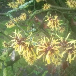 Toverhazelaar (Hamamelis Mollis 'Pallida') -Aanbiedingen Hortus Groei Winkel 20130113140108 8