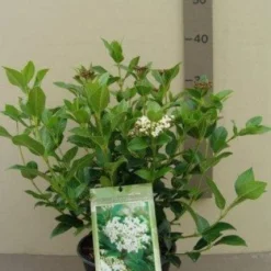 Groenblijvende Sneeuwbal (Viburnum Tinus 'Eve Price') 20 Groenblijvende Sneeuwbal (Viburnum Tinus 'Eve Price') -Aanbiedingen Hortus Groei Winkel 20130119172735 50 10 1