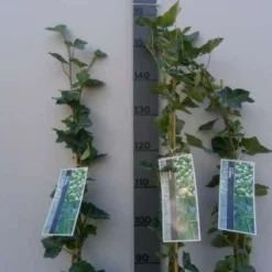 Klimop In Boogvorm (Hedera Hibernica) 6 Klimop In Boogvorm (Hedera Hibernica) -Aanbiedingen Hortus Groei Winkel 20130120142024 1 1