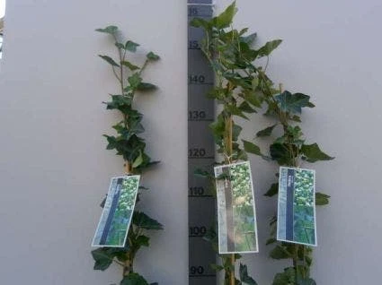 Klimop In Boogvorm (Hedera Hibernica) 3 Klimop In Boogvorm (Hedera Hibernica) - Afbeelding 3