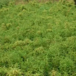 Niet Woekerende Bamboe (Fargesia Robusta) -Aanbiedingen Hortus Groei Winkel 20130121115059 5