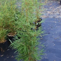 Niet Woekerende Bamboe (Fargesia Robusta) -Aanbiedingen Hortus Groei Winkel 20130121115128 5