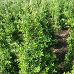 Hulst (Ilex Aquifolium 'Silver Queen') -Aanbiedingen Hortus Groei Winkel 20130121124351 11