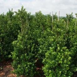 Gewone Hulst (Ilex Aquifolium)