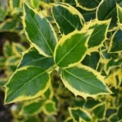 Hulst Op Stam (Ilex 'Argentea Marginata') -Aanbiedingen Hortus Groei Winkel 20130121124819 1