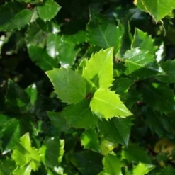 Blauwe Hulst (Ilex Meserveae 'Blue Prince') -Aanbiedingen Hortus Groei Winkel 20130121125453 10