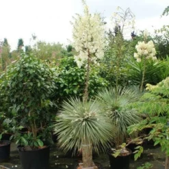 Palmlelie (Yucca Flaccida 'Golden Sword') -Aanbiedingen Hortus Groei Winkel 20130121131129 1 1