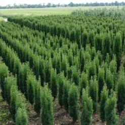 Zuiltaxus (Taxus Baccata 'Fastigiata Robusta') -Aanbiedingen Hortus Groei Winkel 20130121131927 17