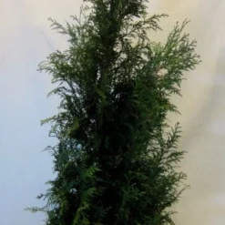 Levensboom (Thuja Plicata 'Martin') -Aanbiedingen Hortus Groei Winkel 20130122151951 8 1