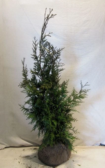 Levensboom (Thuja Plicata 'Martin') 2 Levensboom (Thuja Plicata 'Martin') - Afbeelding 2