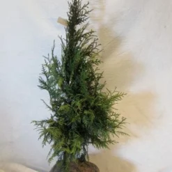 Aanbiedingen Hortus Groei Winkel 25 Levensboom (Thuja Plicata 'Martin')