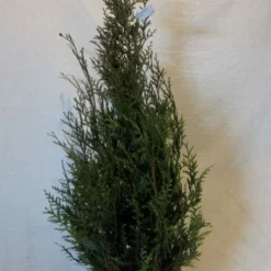 Levensboom (Thuja Plicata 'Atrovirens') -Aanbiedingen Hortus Groei Winkel 20130122155827 16