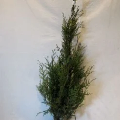 Levensboom (Thuja Plicata 'Atrovirens') -Aanbiedingen Hortus Groei Winkel 20130122155900 16