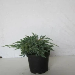 Jeneverbes (Juniperus Squamata 'Blue Carpet') -Aanbiedingen Hortus Groei Winkel 20130125154733 4