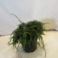 Jeneverbes (Juniperus Squamata 'Blue Carpet') -Aanbiedingen Hortus Groei Winkel 20130125154745 4