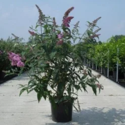 Vlinderstruik (Buddleja Davidii 'Black Knight') 15 Vlinderstruik (Buddleja Davidii 'Black Knight') -Aanbiedingen Hortus Groei Winkel 20130214101325 5 1