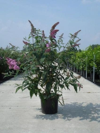 Vlinderstruik (Buddleja Davidii 'Black Knight') 8 Vlinderstruik (Buddleja Davidii 'Black Knight') - Afbeelding 8