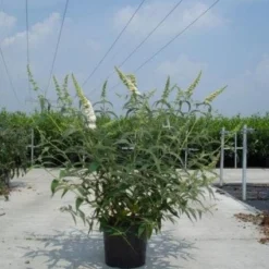 Vlinderstruik (Buddleja Davidii 'White Profusion') 14 Vlinderstruik (Buddleja Davidii 'White Profusion') -Aanbiedingen Hortus Groei Winkel 20130214101944 3 1
