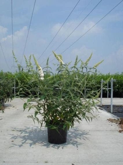 Vlinderstruik (Buddleja Davidii 'White Profusion') 7 Vlinderstruik (Buddleja Davidii 'White Profusion') - Afbeelding 7