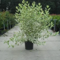 Bonte Kornoelje (Cornus Alba 'Elegantissima') -Aanbiedingen Hortus Groei Winkel 20130214103242 3
