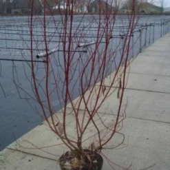 Bonte Kornoelje (Cornus Alba 'Elegantissima') -Aanbiedingen Hortus Groei Winkel 20130214103250 3