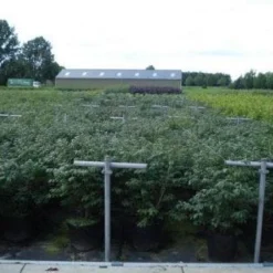 Kardinaalshoed (Euonymus Alatus 'Compactus') -Aanbiedingen Hortus Groei Winkel 20130214112611 12