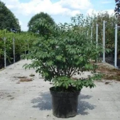 Kardinaalshoed (Euonymus Alatus 'Compactus') -Aanbiedingen Hortus Groei Winkel 20130214112624 12