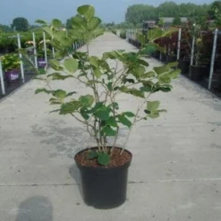 Toverhazelaar (Hamamelis Intermedia 'Diane') 7 Toverhazelaar (Hamamelis Intermedia 'Diane') -Aanbiedingen Hortus Groei Winkel 20130214114113 18 9 9